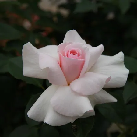 A Whiter Shade of Pale
