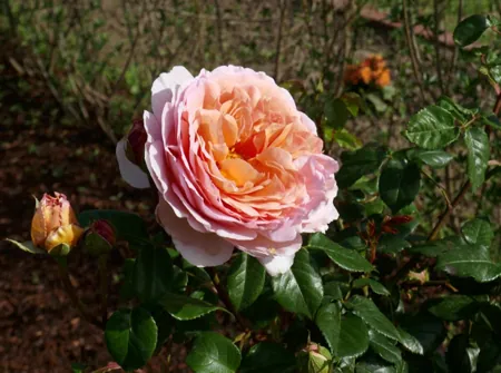Abraham Darby