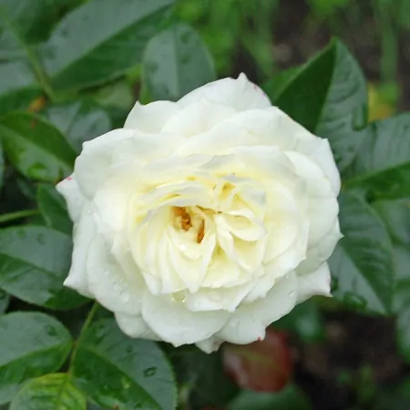 Alabaster