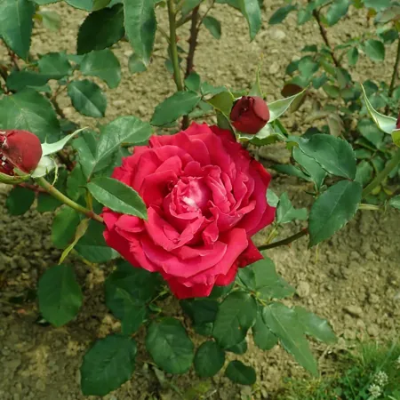 Alec's Red