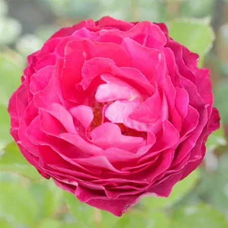 Belle de Segosa