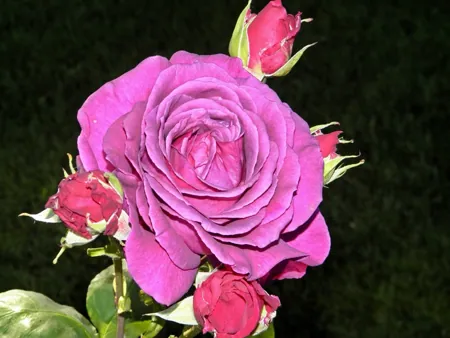 Big Purple