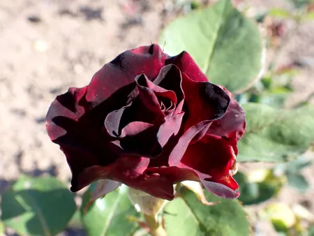 Black Baccara