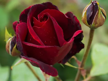 Black Beauty
