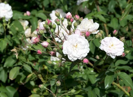 Blush Noisette
