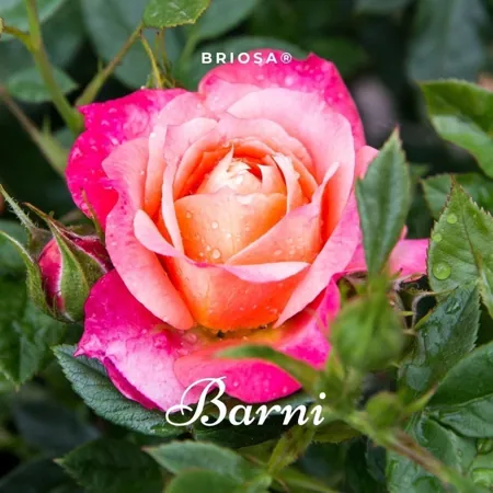 Briosa