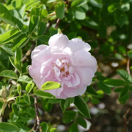 Céleste
