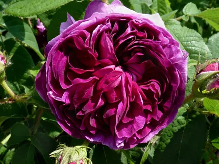 Charles de Mills