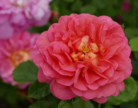 Christopher Marlowe