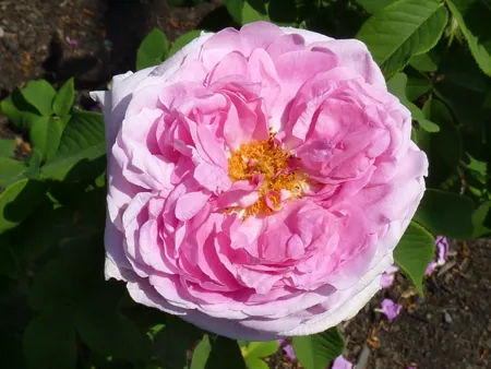 Comte de Chambord