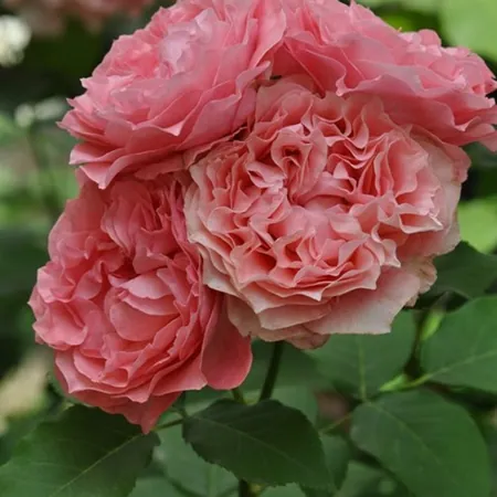 Corail Gelée