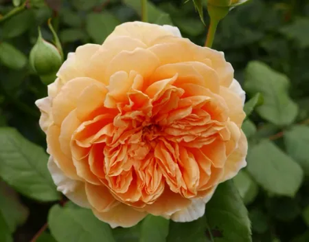 Crown Princess Margareta