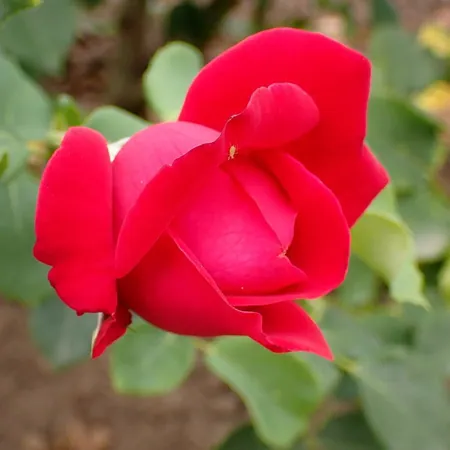 Dame de Coeur