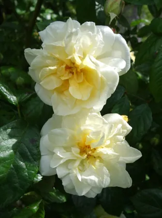 Danaë