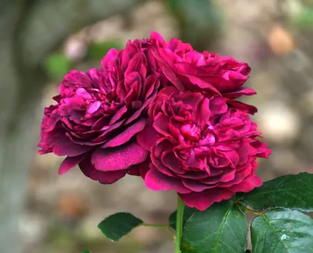 Darcey Bussell