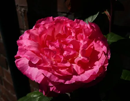 La Rose de Molinard