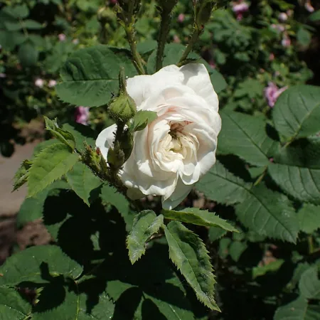 Félicité Parmentier
