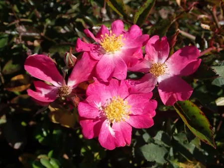 Fil des Saisons