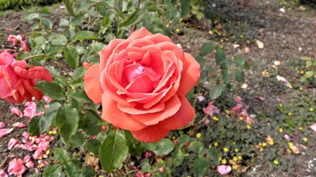 Fragrant Cloud