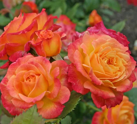 Gartenspaß