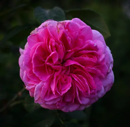 Gertrude Jekyll