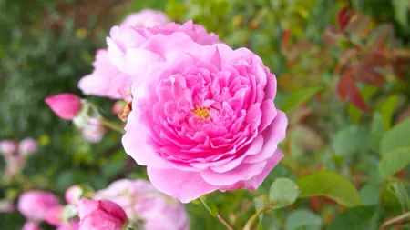 Harlow Carr