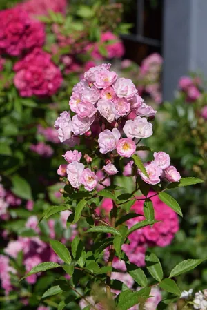 Heavenly Pink