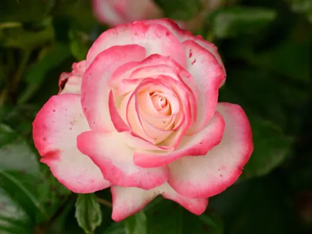 Jubilé du Prince de Monaco