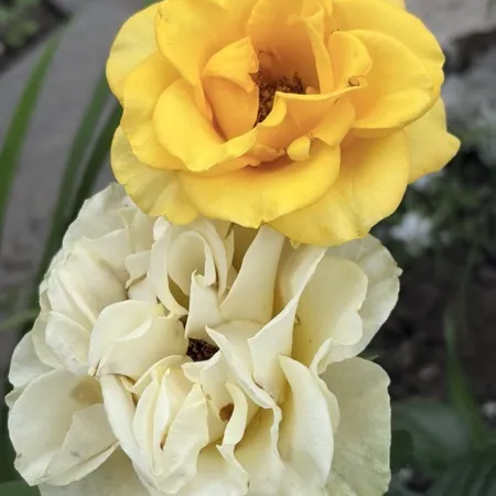 King Yellow