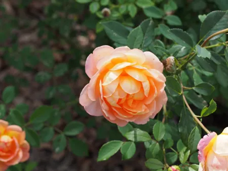 Lady of Shalott