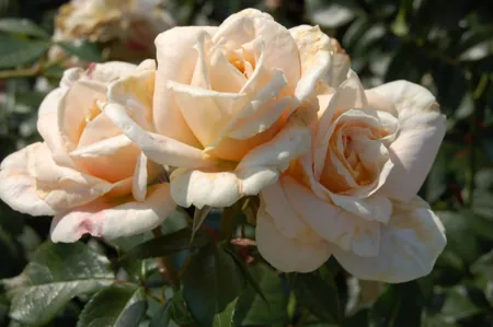 Lions-Rose