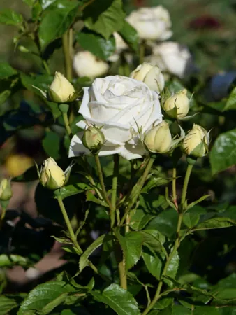 Madame Anisette