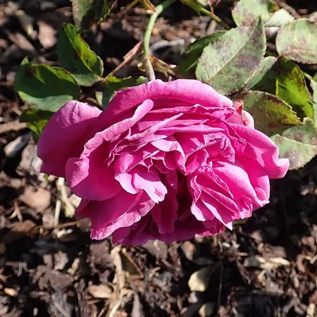 Madame Isaac Pereire