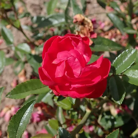 Morsdag Red