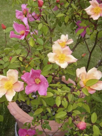 Mutabilis