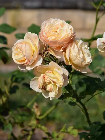 Natalija Frayla