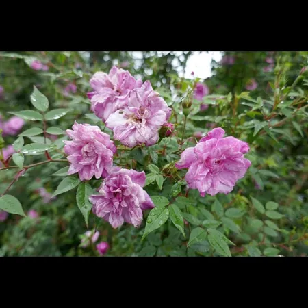 Old Blush