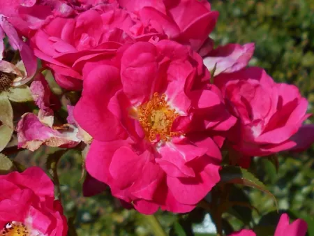 Pink Flower Carpet / Heidetraum