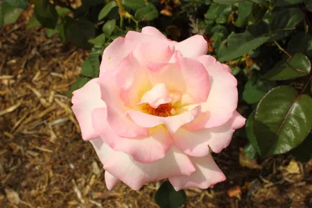 Pink Promise