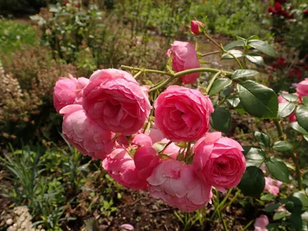 Pomponella