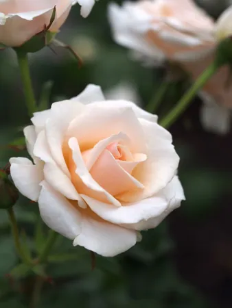 Pretty Lady