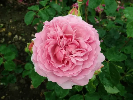 Princess Alexandra of Kent