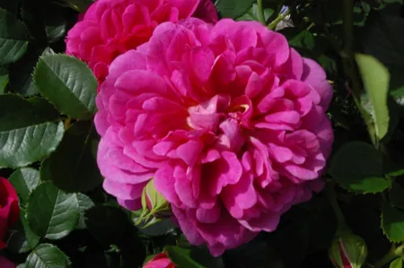 Princess Anne