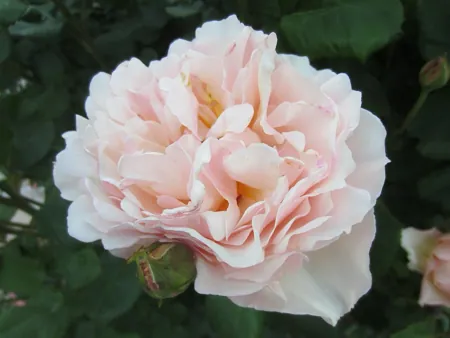 Princesse Charlène de Monaco