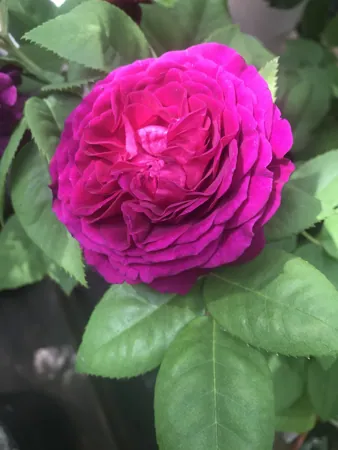 Purple Lodge