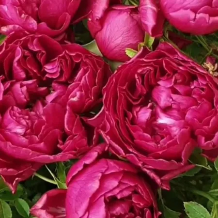 Raspberry Elegance