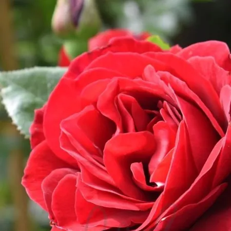 Red Abundance