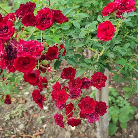 Red Cascade