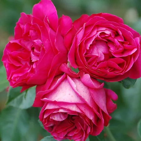 Red Eden