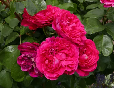 Red Leonardo da Vinci